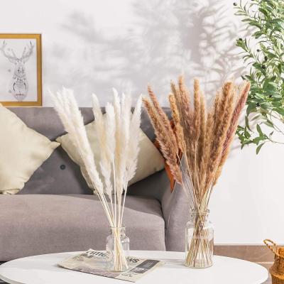 China Artificial Touch 30pcs Dekoration Plants of Small Reed Natural Dried Small Pampas Natural Grass Phragmites Wedding Flower Bunch for Home Decor for sale