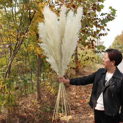 China 2021 New Natural Original Living Room Decoration Tubular Touch Dry Flower Opens Photography Pendulum Dried Flower Props for sale