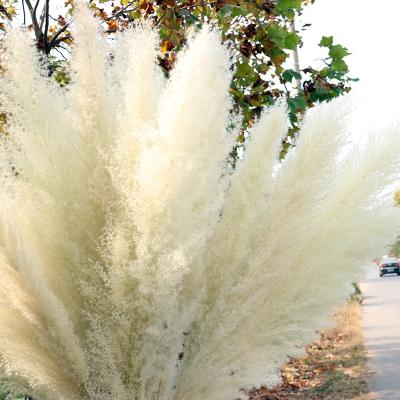 China Hot Sale Pastoral Wedding Decorative Preserved Dry Natural Pampas Grass for sale