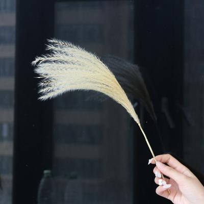 China Natural natural contact wheat ears dried flower decoration living room decoration photography craft immortal wheat pastoral flower arrangement for sale