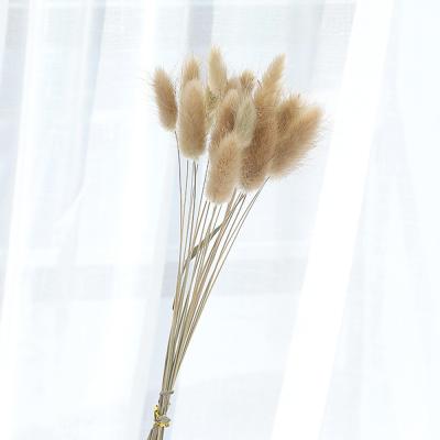 China Dried Flower 2 Packs Dried Flowers Dry Grass Pennisetum Rabbit Tail Hay Wheat Natural Plants Decorative Dried Flowers Pastoral Home Decor for sale