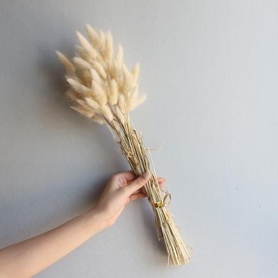 China 2021 Natural Touch Original Customizable Wholesale Reed Dried Flowers Suitable For Wedding Home Decoration for sale