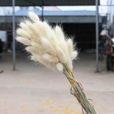 China 2021 Natural Touch Original Customizable Wholesale Reed Dried Flowers Suitable For Wedding Home Decoration for sale