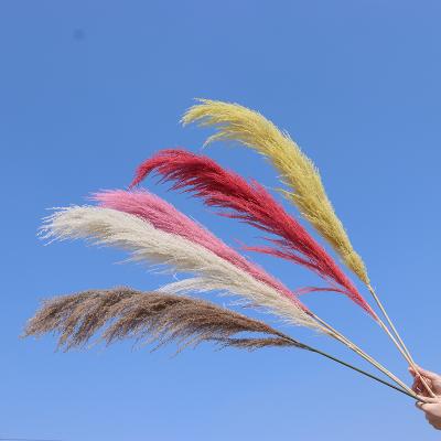 China Amazon Natural Hot Selling Beautiful Natural Dried Grass Pampas Grass For Wedding Plants Home Decor for sale