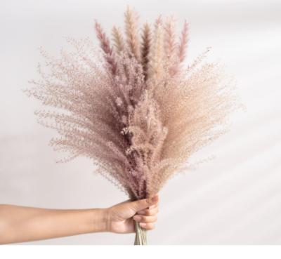 China Real Natural Wheat Decoration Natural Pampas Grass Rabbit Tail Grass Dry Flowers For DIY Wedding Party Craft Typha Lagurus Ovatus Phragmites for sale