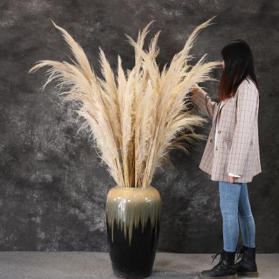 China Hot Selling Pampas Grass Dried Natural Gray Flowers Pampas Grass and Phragmites for Wedding Decoration for sale