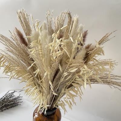 China Factory Good Quality New Arrivals Natural Dried Flower Barb Grass Dyed Natural Dry Pampas Grass for sale