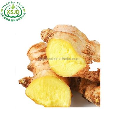 China Good Quality Fresh Ginger New Chinese Fresh Hot Sale Fresh Ginger Culture for sale