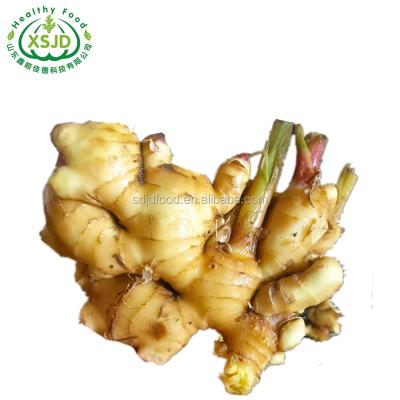 China Best Fresh Product Spice Fresh Ginger  Chinese Fresh Ginger Organic Fresh Ginger for sale