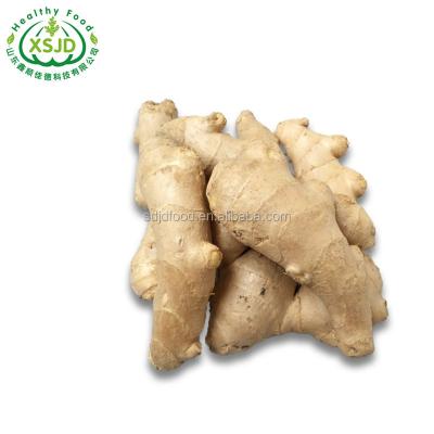 China Famous Fresh Ginger 200g Fresh Porcelain Chinese Fresh Ginger Organic Fresh Ginger for sale