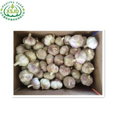 China 10kg Mesh Bag Fresh Garlic Chinese Garlic White Low Price Fresh Garlic White Normal for sale