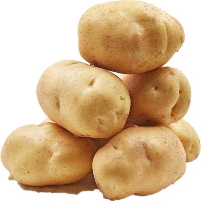 China Wholesale Hot Selling Fresh Vegetable Fresh Potato Fresh Potatoes for sale