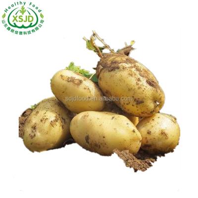 China New Cultivation Holland Potato Plant Potatoes Buyers Fresh Potato Prices for sale