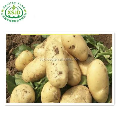 China Chinese Wholesale Fresh Holland Sweet Couch Potatoes Fresh Sweet Potatoes Bright Yellow Flesh for sale