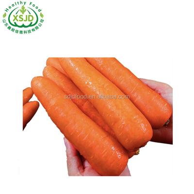 China DIMENSION fresh fresh S, M, L, 2L, 3L of carrot Fresh Organic Carrots Umbelliferous Vegetabless for sale