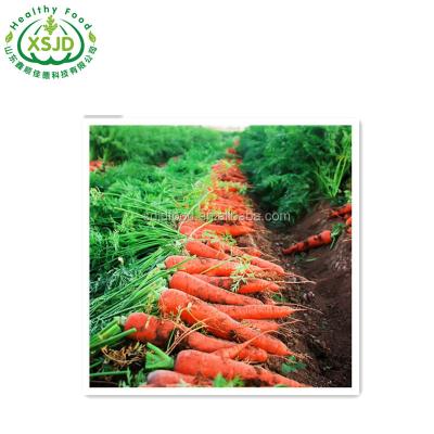 China Premium A Grade Fresh Fresh Red Carrot - Competitive Price and Good Quality for sale