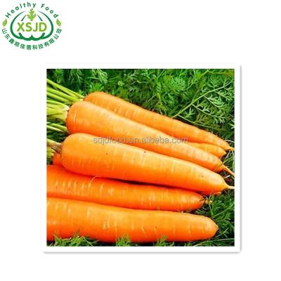 China Fresh Chinese Vegetable Carrot Seed For Wholesale Fresh Organic Carrots Umbelliferous Vegetabless for sale