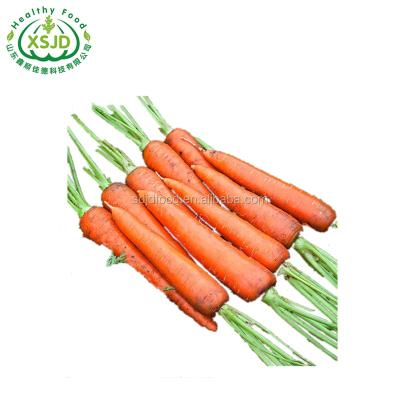 China Fresh Chinese Fresh Carrots Seed For Wholesale Fresh Organic Carrots Umbelliferous Vegetabless for sale