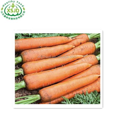 China High Quality Fresh Carrot Fresh Organic Carrots In Carton S M L Professional Export for sale