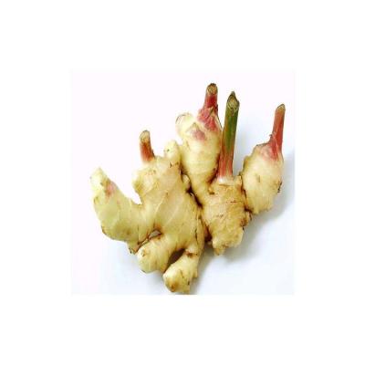 China New Fresh Culture Chinese Fresh Ginger Price Per Ton From Professional Factory for sale