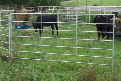 China Horse Fence for sale