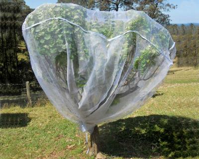 China Fruit Tree Net, 20-50mesh,0.5-6.0m,green and white,protect the trees,Agricultural Plastic Products for sale