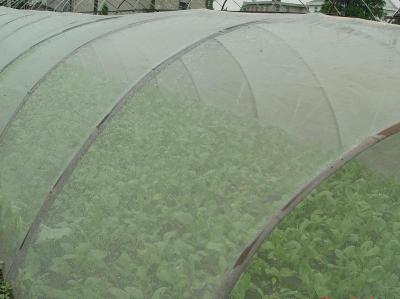 China Green House Using Anti-insect screen 40x25 mesh，PE Plant Anti Insect Net,Mosqutio Screen for sale