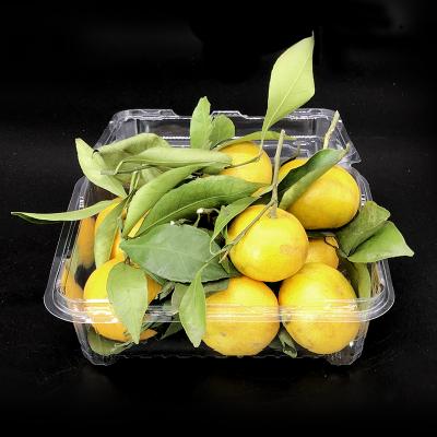 China Disposable Clear Plastic Fruit Box Strawberry Plastic Boxes Clamshell Apple Blueberry Packaging Box for sale