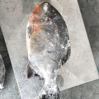 China Wholesale Cheap Price of FROZEN Frozen Red Tilapia for sale