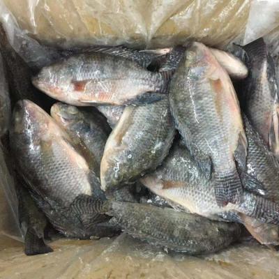 China FROZEN whole round black tilapia for sale