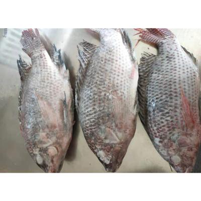 China GT FROST Frozen Black Tilapia for Market for sale