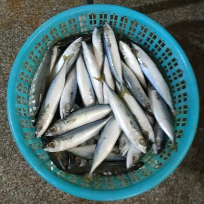 China Low-CARB Frozen Mackerel Fish IQF for sale