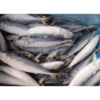 China NATURE 60-80 small size light hook saba frozen sculpin pacific mackerel for sale