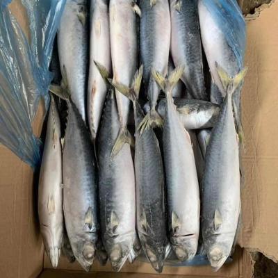 China JAPONICUS FROZEN EARTH MACKEREL FROZEN PACIFIC SCOMBER for sale