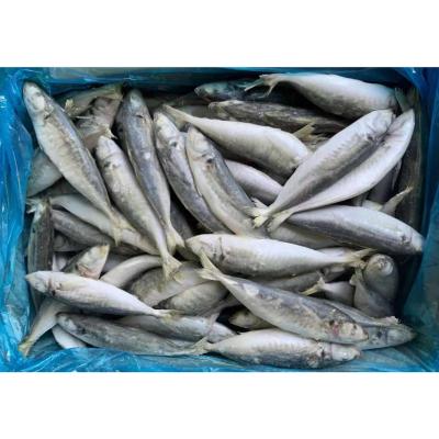 China Frozen NATURE 10/12 round scad with competitive price for sale