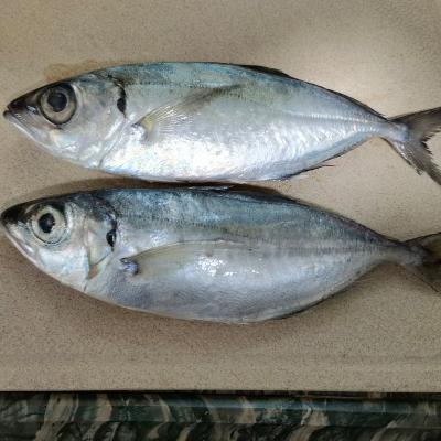 China Low-CARB Frozen Big Eye Scad Fish for sale