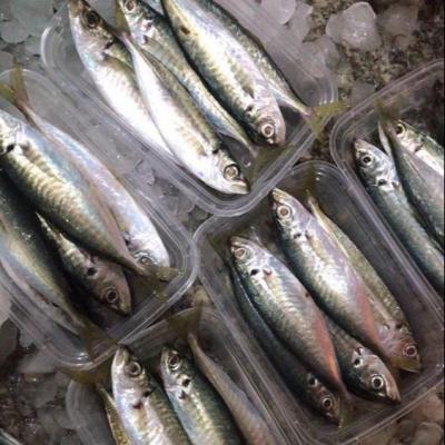 China FROZEN Decapterus Maruadsi Round Scad for sale