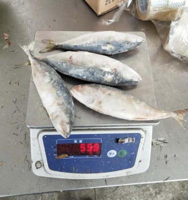 China FROZEN Frozen Indian Mackerel for Thailand Marketing for sale