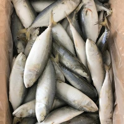 China Export Frozen Seafood Spanish Mackerel Indian Fish for sale