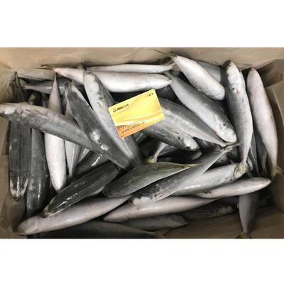 China NATURE Layang Muroaji Frozen Scad with High Quality for sale