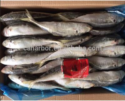 China Whole FROZEN Round Scad Galunggong Fish Caught For Market for sale