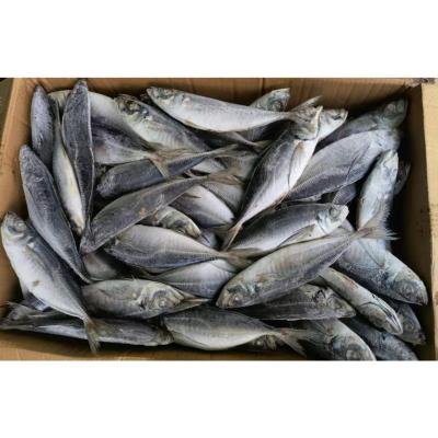 China Saurels frozen 4/6 de mer de NATURE for sale