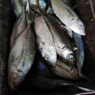 China FROZEN Good Prices Great Frozen Eye Scad For Vietnam Importer for sale