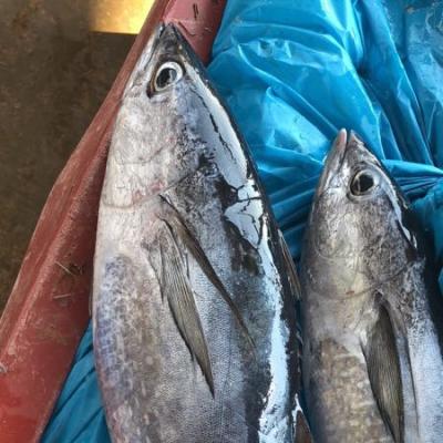 China FROZEN Tonggol Frozen Thunnus for Thailand Market for sale