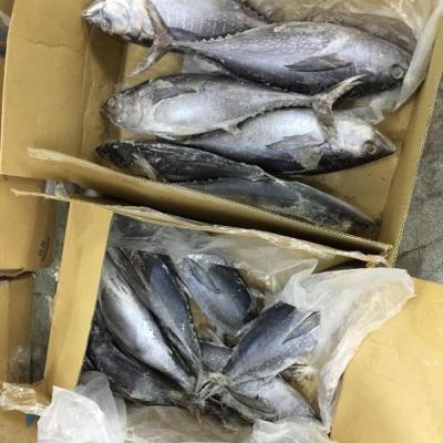 China Good Quality Tuna Fish FROZEN Hot Selling Tail Long for sale