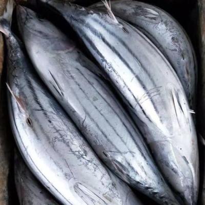 China Frozen Sea Bonitos 1.8kgUP FROZEN for canning for sale