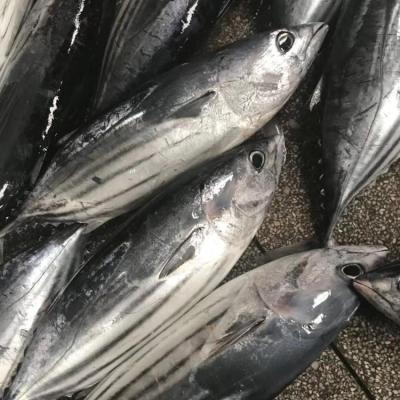 China Hot Sale Bonito Striped Fish Seafood Frozen Skipjack Tuna For 1.8kg+ Canned for sale