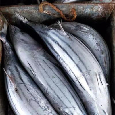 China Fish FROZEN Canned Skipjack Tuna for sale