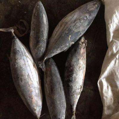 China Frozen skipjack FROZEN for cannery from Thailand for sale