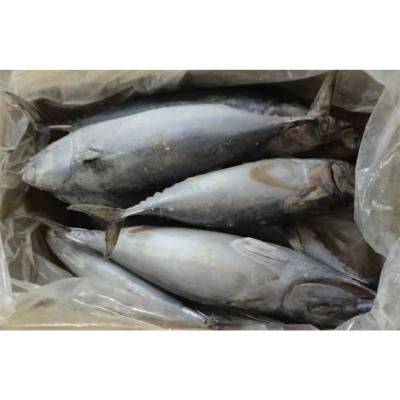 China High Quality Bonito Auxis Rochei Direct Supplier Size FROZEN Large for sale